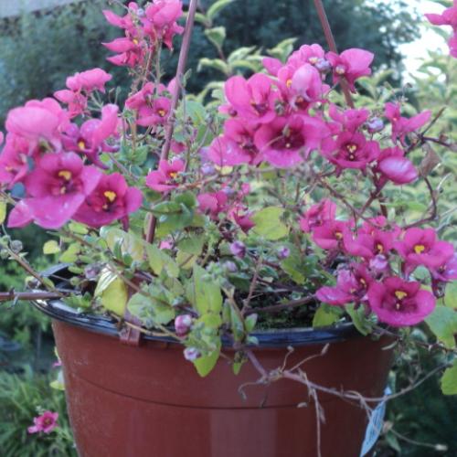diascia