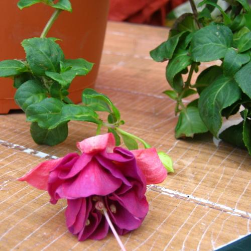 dalsia fuksinka