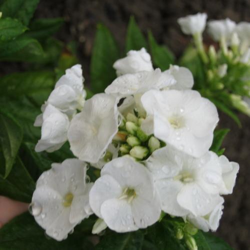 biely flox od majkava