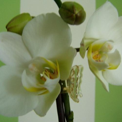 orchidka