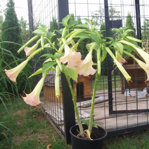 datura