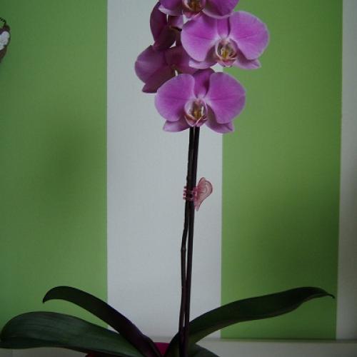 ružovo-fialová orchidka