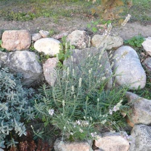 Biela levandula