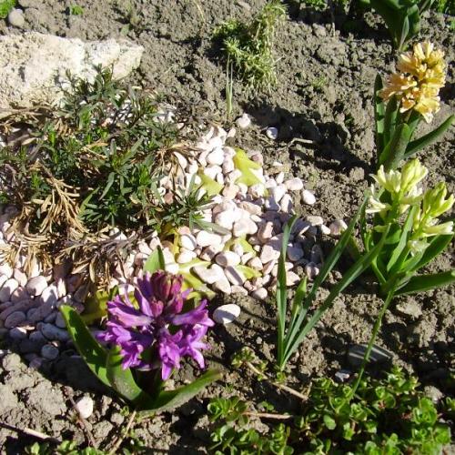 hyacinty