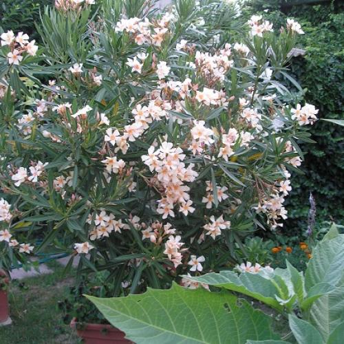 oleander zlty