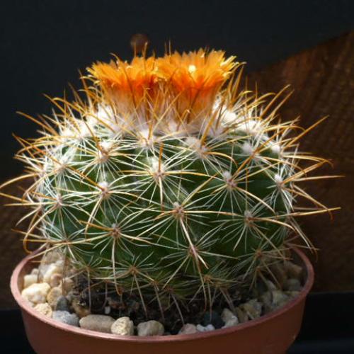 Parodia