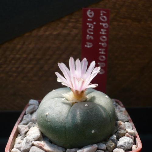 Lophophora difusa