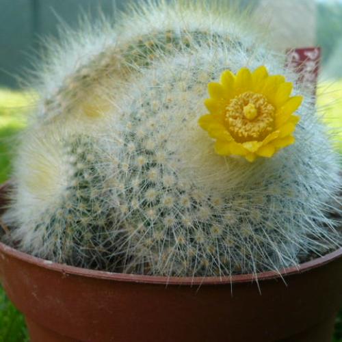 Parodia chrysacantha