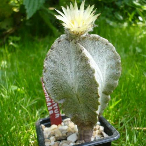 Astrophytum columnare