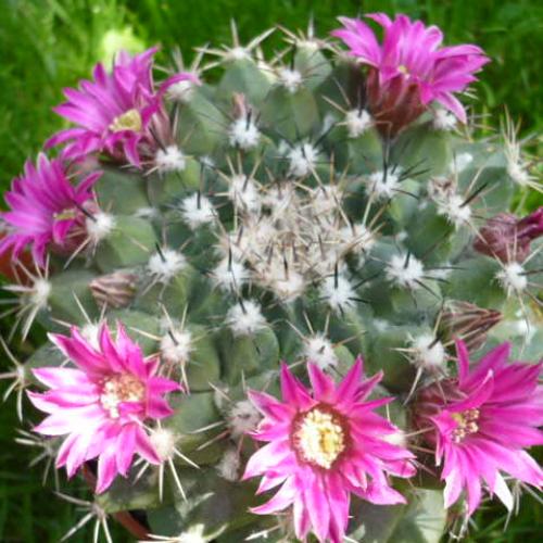 Mammillaria