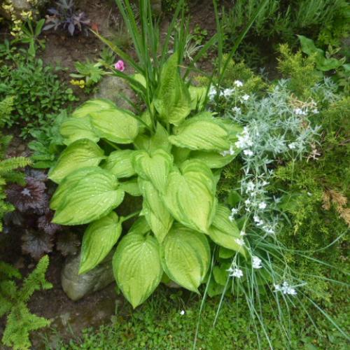 HOSTA