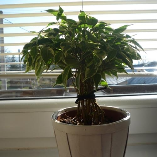 Fikus benjamina