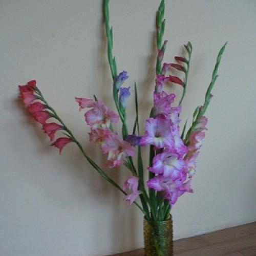 Moje gladiole