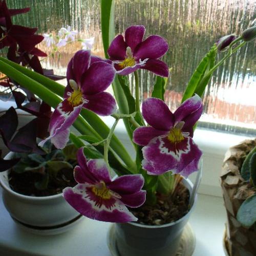 Miltonia