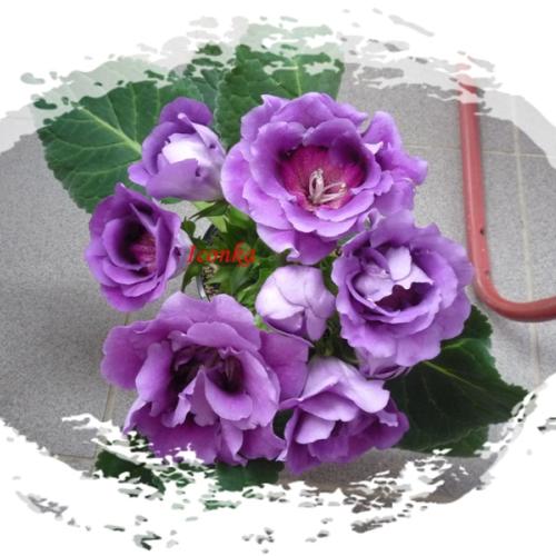 GLoxinia 