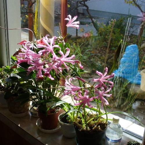 Nerine