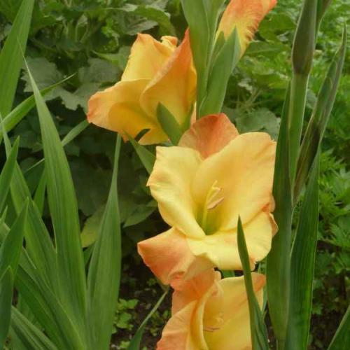Gladiola