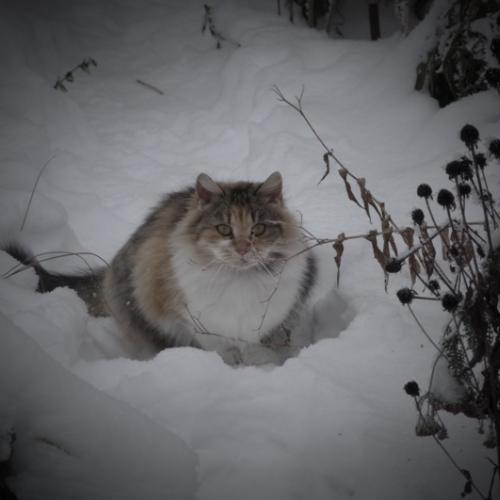 Môj tiger 1.Tak a už je cica v mačacom nebi.