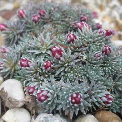 Začiatok marca - Saxifraga x  ´JAN NERUDA´