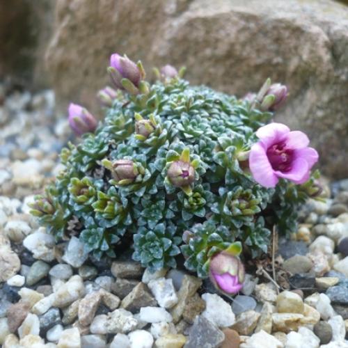 V krajinke saxifrag 3