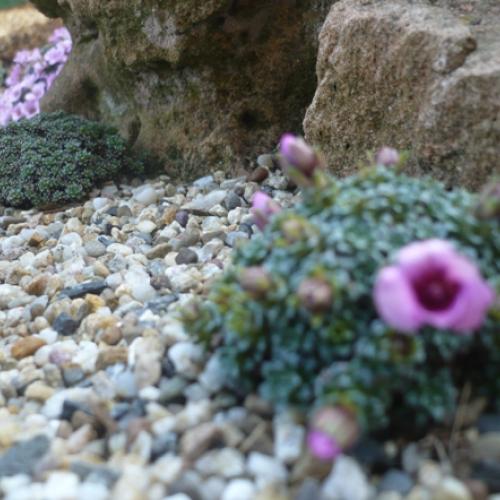 V krajinke saxifrag 4