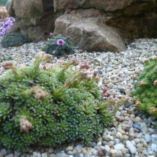 V krajinke saxifrag 2