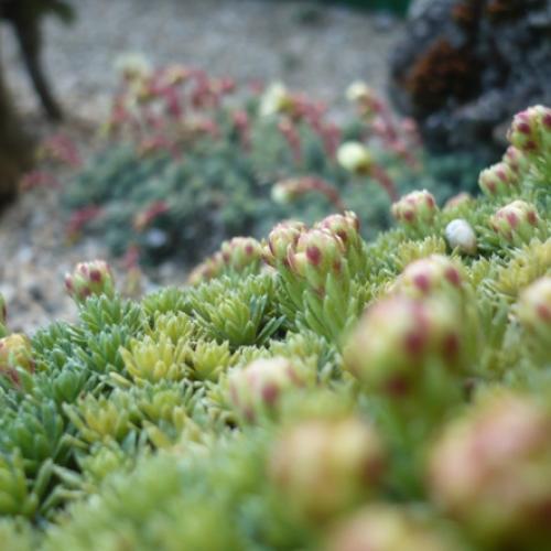 V krajinke saxifrag 1