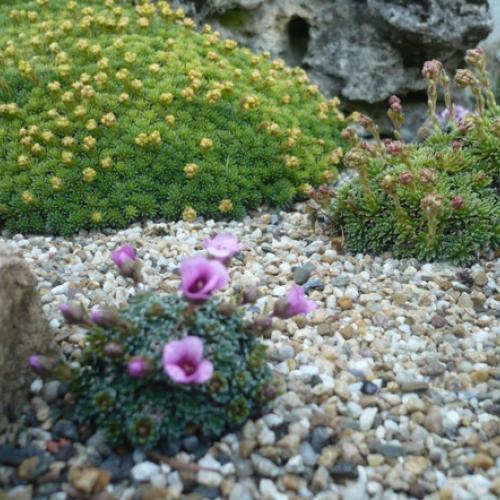 V krajinke saxifrag 5