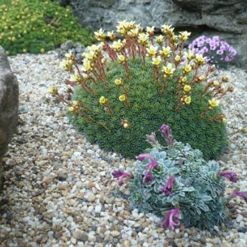 V krajinke saxifrag 6