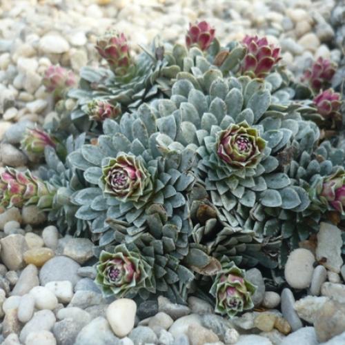 V krajinke saxifrag 7