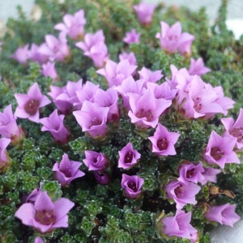 V krajinke saxifrag 8