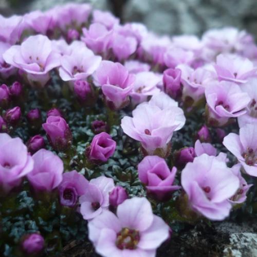 Saxifraga x ´SISSI´ - detail