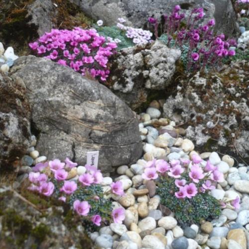 V krajinke saxifrag a čarovníkov 8