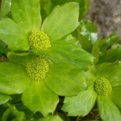 Detailík - hacquetia epipactis