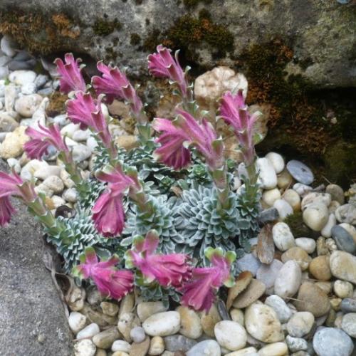 V krajinke saxifrag a čarovníkov 6