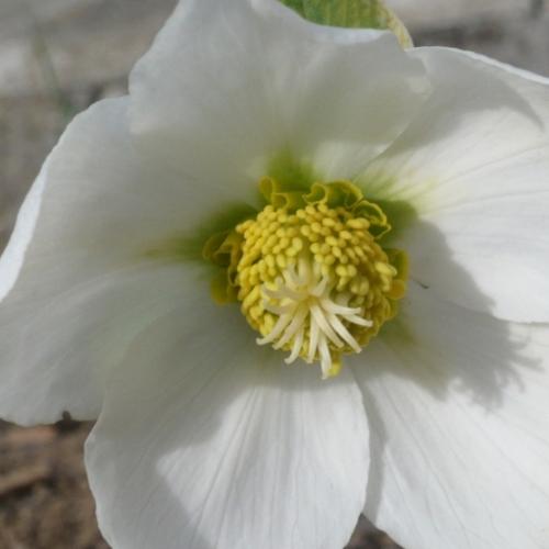 Jarná - Helleborus niger