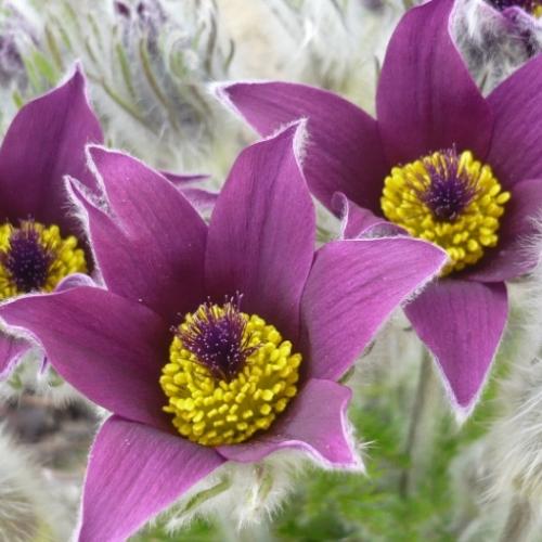 Jarná - Pulsatilla hybr. ´Violet´