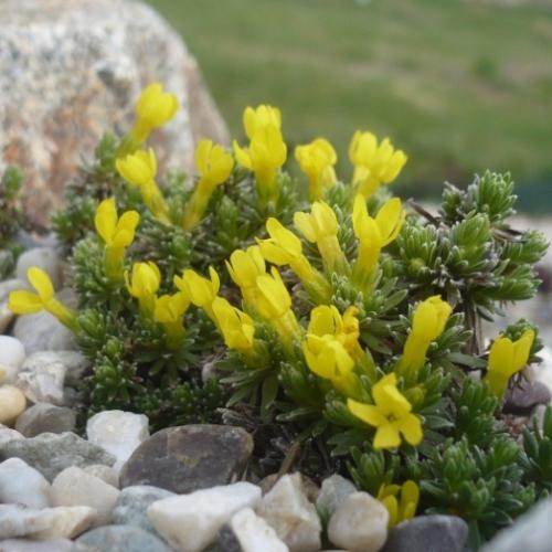 Vitaliana primuliflora