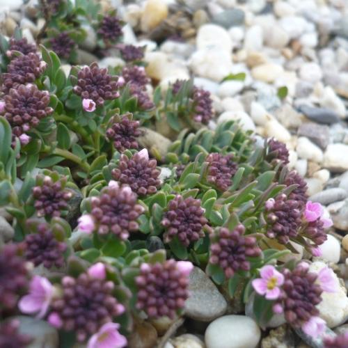 Aethionema saxatile - pred kvitnutím