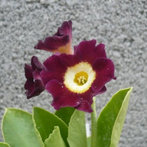 Nová primulka auricula ...čevená so žltým očkom
