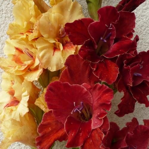 Gladiolky - duo ´Terrakota´ a ´Hnedočervená s lemom´