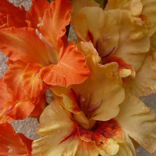 Gladiolky - duo ´Terrakota´ a semenáč ´Bronislava´