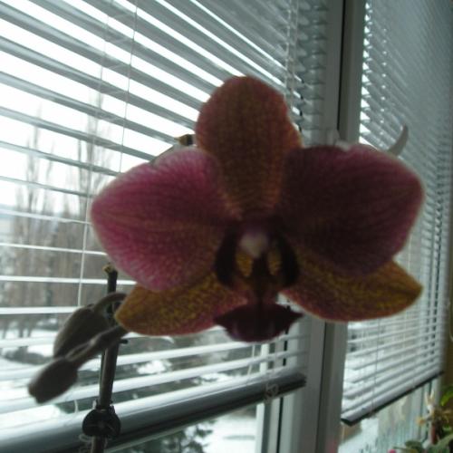 orchidey