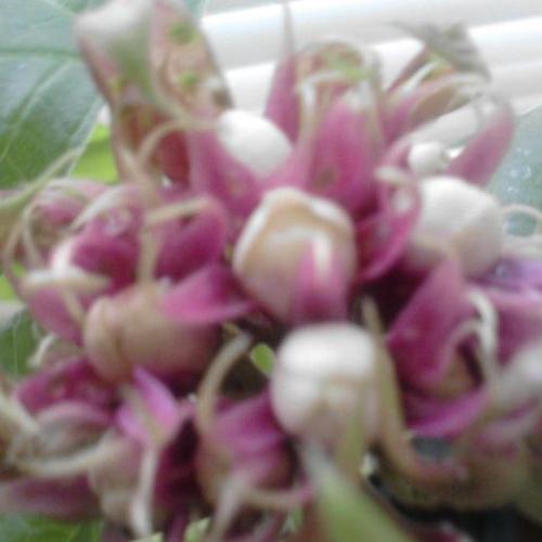 clerodendron