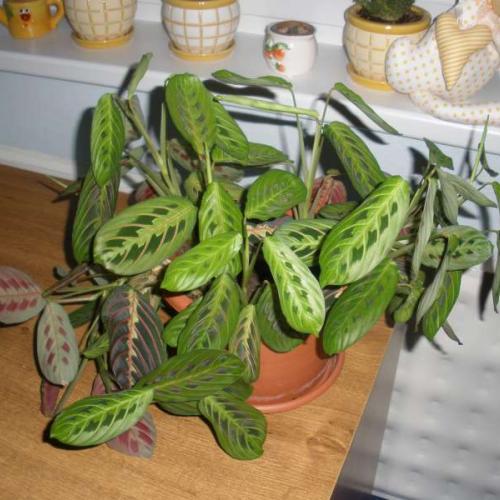 Maranta