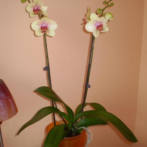 Orchidejuška 