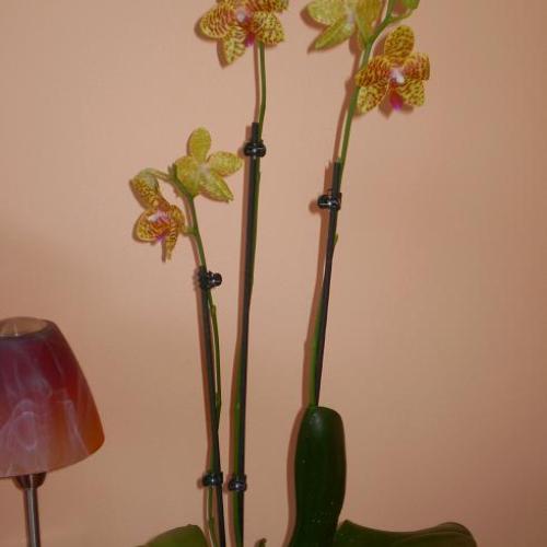 Orchidka 