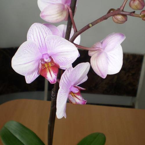 Orchidea