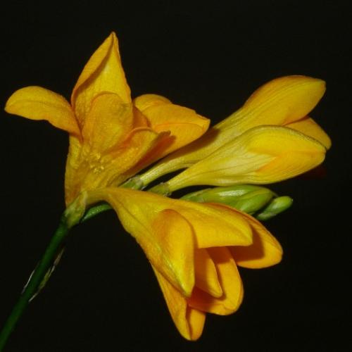 frezia