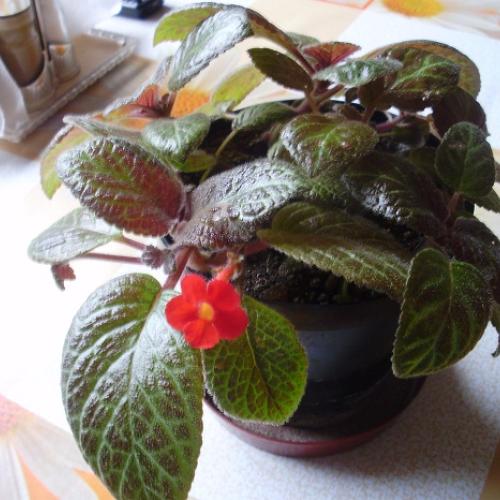 episcia